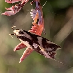 Epithymema incomposita at Murrumbateman, NSW - 5 Apr 2021