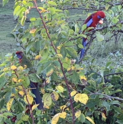 Platycercus elegans (Crimson Rosella) at Murrumbateman, NSW - 5 Apr 2021 by SimoneC