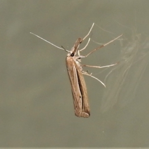 Hednota acontophora at Wanniassa, ACT - 5 Apr 2021