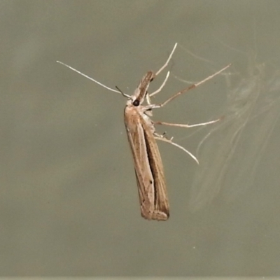 Hednota acontophora (A Crambid Moth) at Wanniassa, ACT - 5 Apr 2021 by JohnBundock