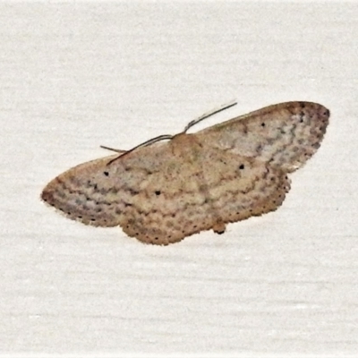 Scopula optivata (Varied Wave) at Wanniassa, ACT - 4 Apr 2021 by JohnBundock