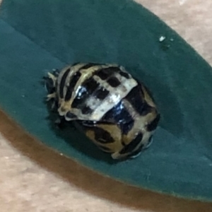 Harmonia conformis at Lyons, ACT - 5 Apr 2021