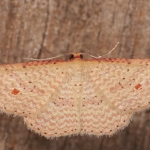 Epicyme rubropunctaria at Melba, ACT - 31 Mar 2021