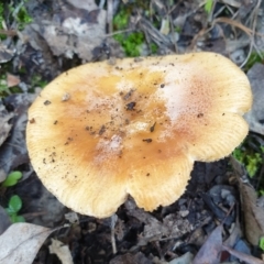 Russula sp. (genus) (Russula) at Cook, ACT - 3 Apr 2021 by drakes