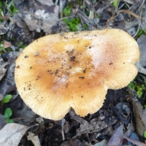 Russula sp. at Cook, ACT - 3 Apr 2021