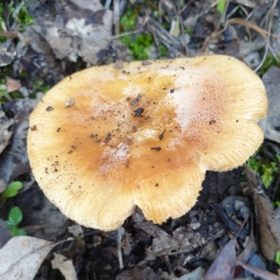 Russula sp. (Russula) at Cook, ACT - 2 Apr 2021 by drakes