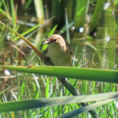 Acrocephalus australis (Australian Reed-Warbler) at Fyshwick, ACT - 5 Apr 2021 by RodDeb