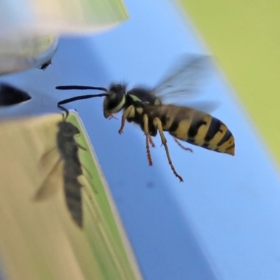 Vespula germanica (German Yellowjacket Wasp (also known as European Wasp)) at Fyshwick, ACT - 5 Apr 2021 by RodDeb