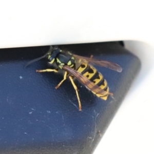 Vespula germanica at Fyshwick, ACT - 5 Apr 2021 01:41 PM