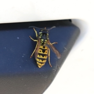 Vespula germanica at Fyshwick, ACT - 5 Apr 2021 01:41 PM