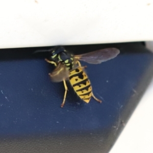 Vespula germanica at Fyshwick, ACT - 5 Apr 2021 01:41 PM