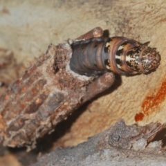 Clania ignobilis (Faggot Case Moth) at ANBG - 3 Apr 2021 by Harrisi