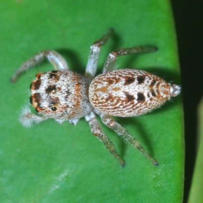 Opisthoncus grassator (Jumping spider) at ANBG - 3 Apr 2021 by Harrisi