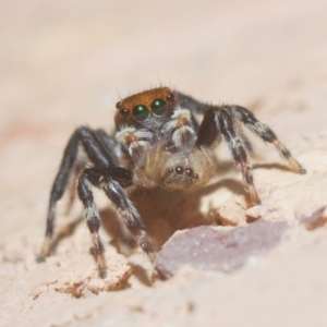 Maratus griseus at Belconnen, ACT - 5 Apr 2021 06:13 PM