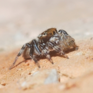 Maratus griseus at Belconnen, ACT - 5 Apr 2021