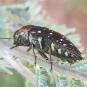 Diphucrania leucosticta at Paddys River, ACT - 4 Apr 2021