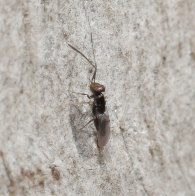 Encyrtidae (family) (Encyrtid wasp) at ANBG - 4 Apr 2021 by TimL