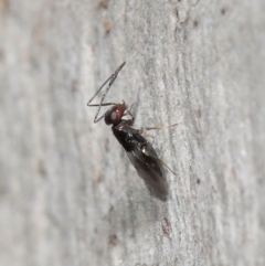 Encyrtidae (family) at Downer, ACT - 4 Apr 2021