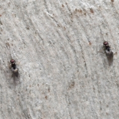 Encyrtidae (family) at Downer, ACT - 4 Apr 2021