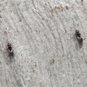 Encyrtidae (family) at Downer, ACT - 4 Apr 2021