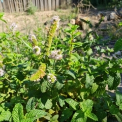 Mentha spicata (Garden Mint) at O'Malley, ACT - 5 Apr 2021 by Mike