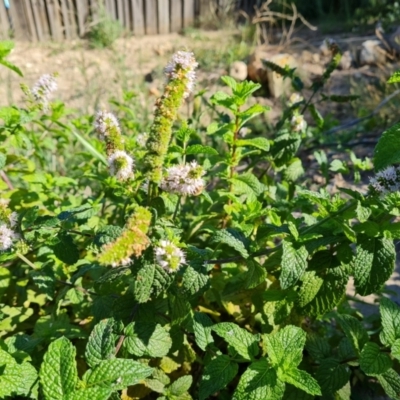 Mentha spicata (Garden Mint) at O'Malley, ACT - 5 Apr 2021 by Mike