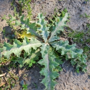 Onopordum acanthium at O'Malley, ACT - 5 Apr 2021 10:03 AM