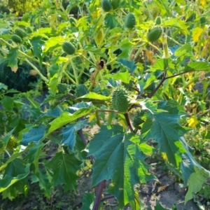 Datura stramonium at O'Malley, ACT - 5 Apr 2021