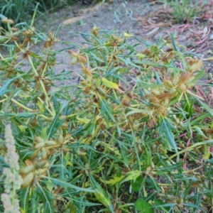 Xanthium spinosum at O'Malley, ACT - 5 Apr 2021 10:02 AM