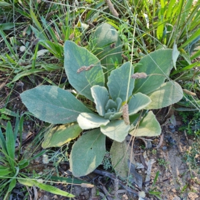 Verbascum thapsus subsp. thapsus (Great Mullein, Aaron's Rod) at O'Malley, ACT - 5 Apr 2021 by Mike