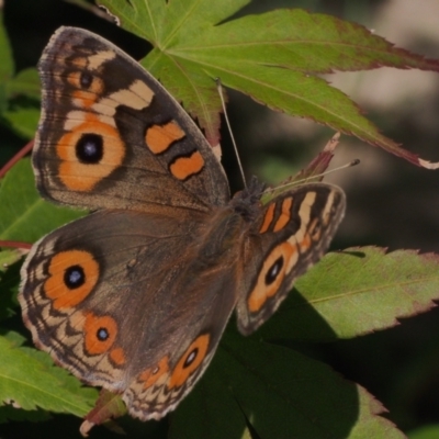 Junonia villida (Meadow Argus) at Chapman, ACT - 26 Mar 2021 by BarrieR