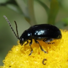 Altica sp. (genus) (Flea beetle) at ANBG - 4 Apr 2021 by TimL