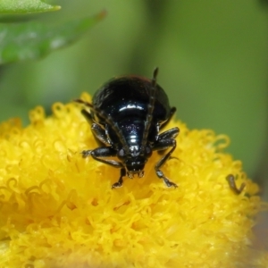 Altica sp. (genus) at Downer, ACT - 4 Apr 2021 10:56 AM