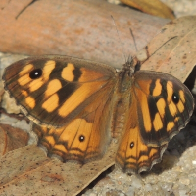 Geitoneura klugii (Marbled Xenica) at Paddys River, ACT - 11 Feb 2021 by michaelb