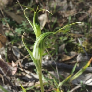 Diplodium laxum at Conder, ACT - 30 Mar 2021