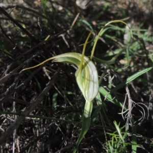 Diplodium laxum at Conder, ACT - suppressed