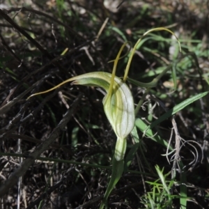 Diplodium laxum at Conder, ACT - 30 Mar 2021