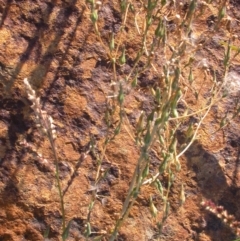 Lactuca serriola f. serriola (Prickly Lettuce) at Watson, ACT - 5 Apr 2021 by waltraud