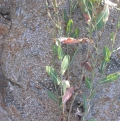 Lactuca serriola f. serriola at Watson, ACT - 5 Apr 2021