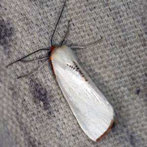 Thalaina selenaea at O'Connor, ACT - 5 Apr 2021