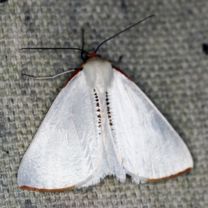 Thalaina selenaea at O'Connor, ACT - 5 Apr 2021