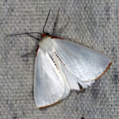 Thalaina selenaea at O'Connor, ACT - 5 Apr 2021 10:29 PM