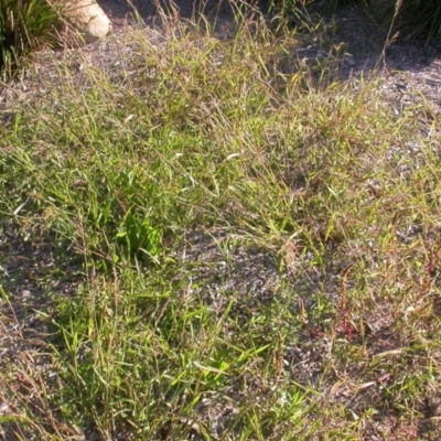 Echinochloa crus-galli (Barnyard Grass) at The Fair, Watson - 5 Apr 2021 by waltraud