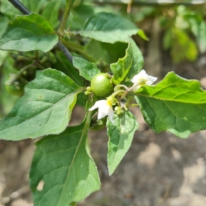 Solanum nigrum at O'Malley, ACT - 6 Apr 2021 12:02 PM