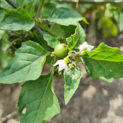 Solanum nigrum (Black Nightshade) at O'Malley, ACT - 6 Apr 2021 by Mike