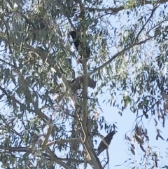 Eucalyptus sp. (A Gum Tree) at Garran, ACT - 5 Apr 2021 by ruthkerruish