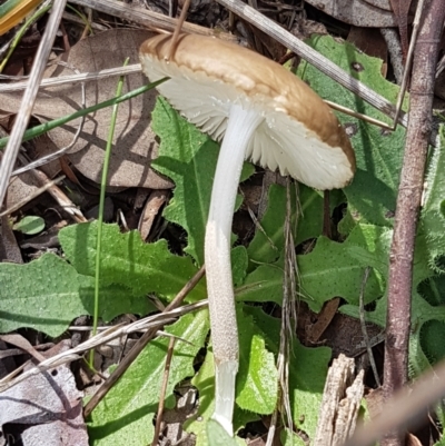 Oudemansiella gigaspora group (Rooting Shank) at Crace Grasslands - 6 Apr 2021 by trevorpreston