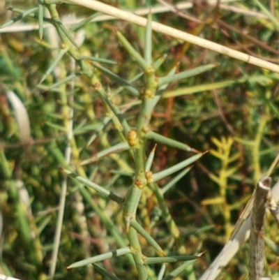 Daviesia genistifolia (Broom Bitter Pea) at Crace Grasslands - 6 Apr 2021 by trevorpreston