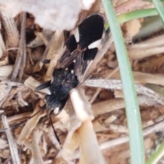 Dieuches maculicollis (Black-and-white seed bug) at Mitchell, ACT - 6 Apr 2021 by tpreston