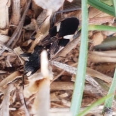 Dieuches maculicollis at Mitchell, ACT - 6 Apr 2021